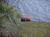 Abandoned Basketballs, Plantation Pointe, Florida