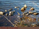 Shallows at the Edge, Mystic River, Medford, Mass.