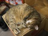Sleeping Penny on a Box, Plantation, Florida