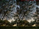 Spring Foliage at Sunset, Plantation (cross eye stereo)