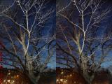 Illuminated Tree, Esplanade, Boston (cross eye stereo)