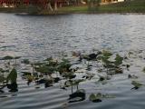 Ducks Blending Into Foliage, Plantation, Florida