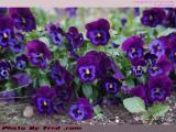 Purple Pansies, Belvidere Street, Boston, Massachusetts
