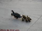 Mama Leading Her Brood From Harm's Way, Sunrise, Florida