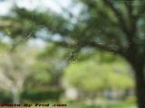 Another Spider in Its Web, Plantation, Florida