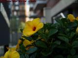 Urban Flowers, Prudential Center, Boston, Massachusetts