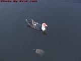 Aquatic Life, Duck and Turtle at St. Tropez Apartments