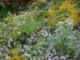 Still-Summer Backyard Flowers, Wellsville, New York