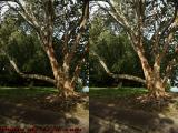 Lakeside Tree, St. Tropez Apartments (cross eye stereo)