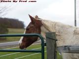 Horse Portrait, Meeservey Hill Road, Alma, New York