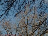 Bare Trees in Silhouette and Morning Sun, Brookings Street