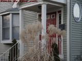 Decorative Grasses, Summer Street, Medford, Massachusetts