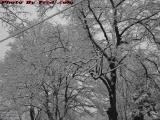 Trees Covered in Falling Snow, Medford, Massachusetts