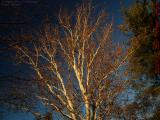 Bright Tree on Dark Afternoon Sky, Island Park, Wellsville