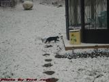 Tom Looking for Shelter in the Snow, Groveland, New York
