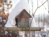 Buried Bird Feeder, Groveland, New York