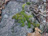 Moss and Lichen on Winter Rocks, Dell Court, Lynn, Mass.