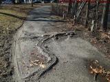 Paved Roots vs. Bicycle Traffic, Medford, Massachuestts