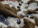 Deer Tracks in Melting Snow, Wellsville, New York