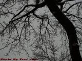 New Snow on a Winter Tree, Brookings Street, Medford