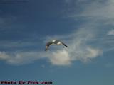 Catching Some Air, Gull Over Dania Beach, Florida