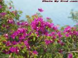 Flowering Bushes at the Lake's Edge, St. Tropez Apartments