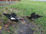 Wind Blown Ducks Seduced by Crackers, Plantation, Florida