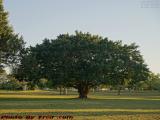 An Expansive Tree in Late Sun, Plantation Heritage Park