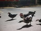 Late Night Ducks Feeding on Crackers, Pembroke Pines