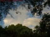 Early Morning Grazing Cloud Animals, Plantation, Florida