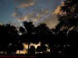Silhouetted Trees on Sunset Clouds, Plantation, Florida