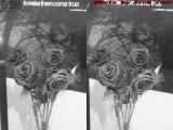 Dead Roses in Gray, Plantation, Florida (cross eye stereo)