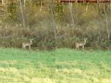 Alert Deer at Field's Edge, Wellsville (cross eye stereo)