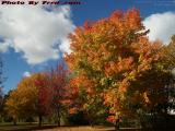 Bright Fall Colors and Mostly Sunny Skies, Cambridge