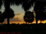 Sunset Perspective Through Silhouetted Trees, Plantation