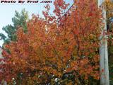 A Blast of Foliage Hues, Boston Ave., Medford, Mass.