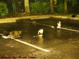 Parking Lot Denizens Fed on Wet Pavement, Sunrise, Florida