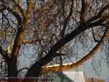 Winter Tree Study in Setting Sun Light, Brookings Street