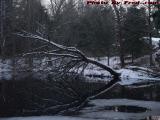 Reflection and Fallen Tree in Icy Water, Elginwood Pond