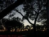 Silhouetted Trees on Late Sunset Sky, Plantation, Florida