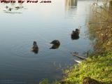 Ducks Being Ducks, West Regional, Plantation, Florida