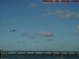 A Pier is Just a Bridge That Goes Nowhere, Dania Beach