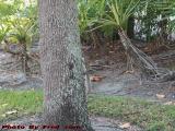 A Cautiously Curious Squirrel, Plantation, Florida